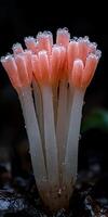Closeup of a cluster of vibrant pink mushrooms glistening with dew drops photo