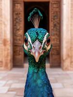 Close up of a peacocks face, looking directly at the camera photo