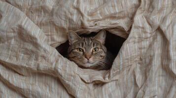 Cute tabby cat peeking from under a beige blanket photo