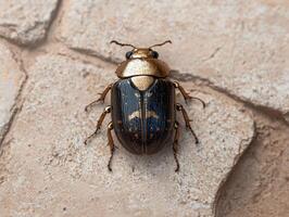 Closeup of a metallic gold and black beetle on a stone surface photo