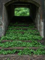 Overgrown stone steps leading to a lush green forest photo