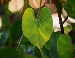 A close up of a vibrant green heart-shaped leaf with detailed veins, illuminated by soft sunlight, creating a serene and natural atmosphere photo