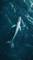 Humpback whale swimming in deep blue ocean. Wildlife scene from nature. photo