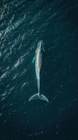 Whale in the deep blue sea photo