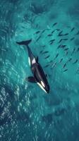 An orca whale swimming in the ocean with a group of fish photo