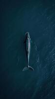 Whale swimming in the sea. View from above. Dark blue water. photo