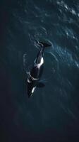 An orca whale swimming in the ocean photo