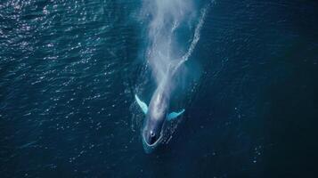 Aerial view of a humpback whale swimming in the blue ocean photo