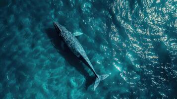 Humpback whale in the ocean. Aerial view of a whale photo