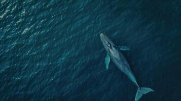 Whale swims in the sea. View from above. Toned. photo