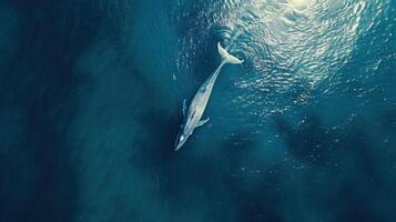 Humpback whale swimming in the deep blue ocean photo