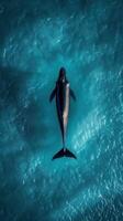 Aerial view of a dolphin swimming in the blue ocean photo