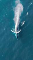 Humpback whale in the ocean. Aerial view from above. photo