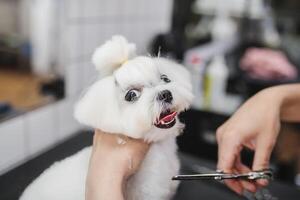 Haircut of a white little dog. Beautiful and funny dog. Maltese dog photo