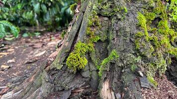 Mossy and textured tree trunk base in a shaded environment photo