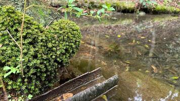 Moss-covered rock at the edge of a rustic forest stream photo