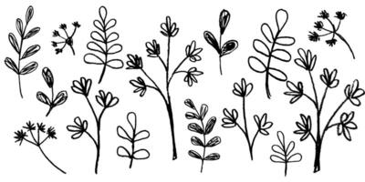 Hand drawn botany elements set. Ink drawing twigs, branches and leaves in naive style. Black and white floral elements in grunge style vector