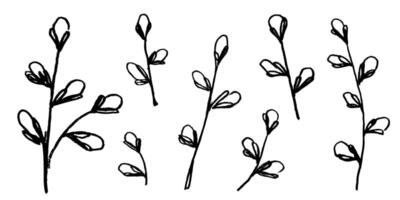 Hand drawn botanical willow twigs set. Ink drawing branches in naive style. Black and white floral elements in grunge style vector