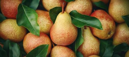 Fresh Pears with Green Leaves Arranged Beautifully in a Natural Background photo