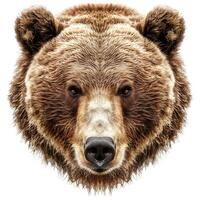 Brown bear face starring with intense gaze on white background photo