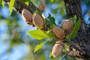 Almond tree branch with nuts growing in orchard photo