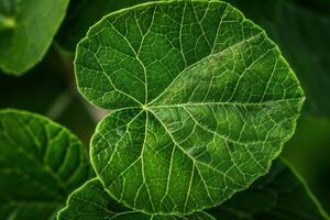Green leaf showing detailed veins and texture photo