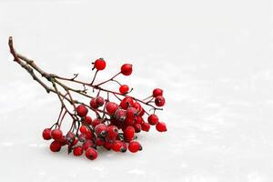 Branch covered with red berries is lying on the snow photo