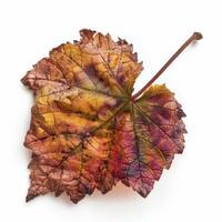 Colorful autumn grape leaf showing fall colors on white background photo