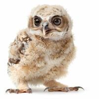 Fluffy owlet chick standing on white background photo