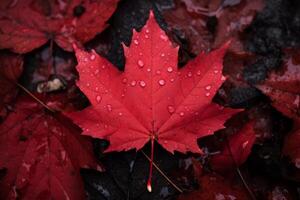 Red maple leaf showing water droplets after rain in autumn photo