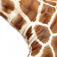 Close up of giraffe skin showing texture and pattern photo