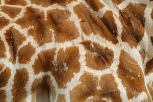 Close up view of giraffe skin showing beautiful pattern and texture photo