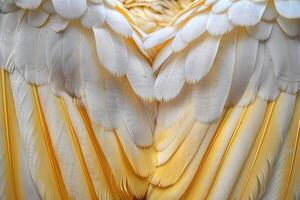 White and gold feathers creating a stunning visual texture photo