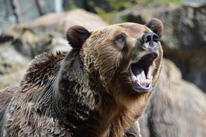 Brown bear growling and roaring, showing its teeth and tongue photo