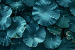 Large green leaves creating natural textured background in turquoise color photo