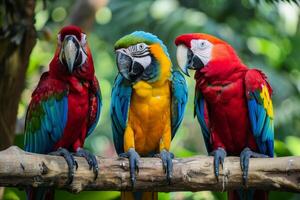 Three colorful macaws perching on branch in lush green forest photo