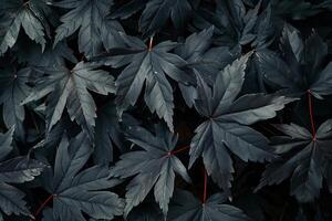 Dark maple leaves creating a moody and dramatic natural background photo