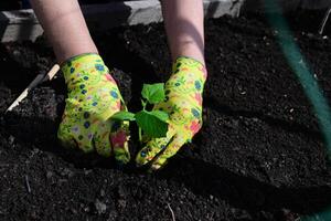 a woman's hands On a wonderful day in gloves are transplanting seedlings of cucumbers, tomatoes from a pot into the ground, spring work in the garden, the concept of eco-products photo