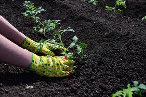 a woman's hands in gloves are transplanting seedlings of cucumbers On a beautiful sunny morning tomatoes from a pot into the ground, spring work in the garden, the concept of eco-products photo