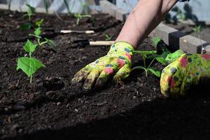 The image showcases newly planted tomato seedlings in rich dark soil, emphasizing a garden or agricultural setting photo