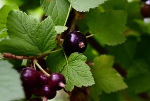 On a beautiful sunny morning ripe black currant in a garden on a green background photo