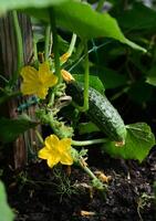 A detailed close-up shows the veined texture of a cucumber plant's leaves and the delicate form of its yellow flowers, climbing on a support structure. photo