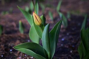 A bed of bright and colourful orange tulip flowers taller than the others in the cluster. The background is out of focus with colours of grey photo