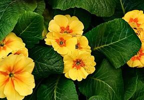 Panoramic Multicolor Primrose Many Country Primula Flowers, top view banner. Vivid flowerscape, flat lay. Live wall of Primula Primrose Multicolored flowers photo