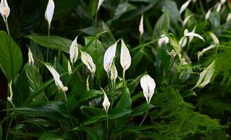 Flower pots with spathiphyllum in the flower shop. Banner on a wonderful day photo