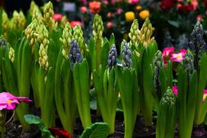Flowers in a flower shop On a beautiful day photo