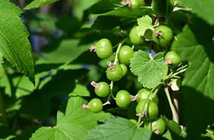 ripe black currant in a garden on a green background On a beautiful day photo