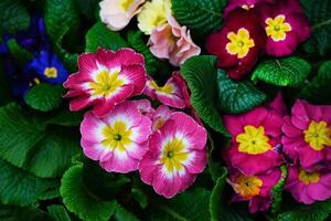Many Country Primula Flowers, top view banner. Vivid flowerscape, flat lay. Live wall of Primula Primrose Multicolored flowers photo
