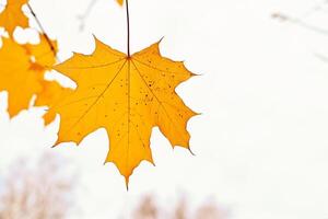 Yellow autumn maple leaf on a white background On a wonderful day with a positive attitude Back to school. the concept of autumn. photo