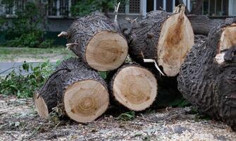 Deforestation. Forest degradation. On a wonderful day with a positive attitude photo